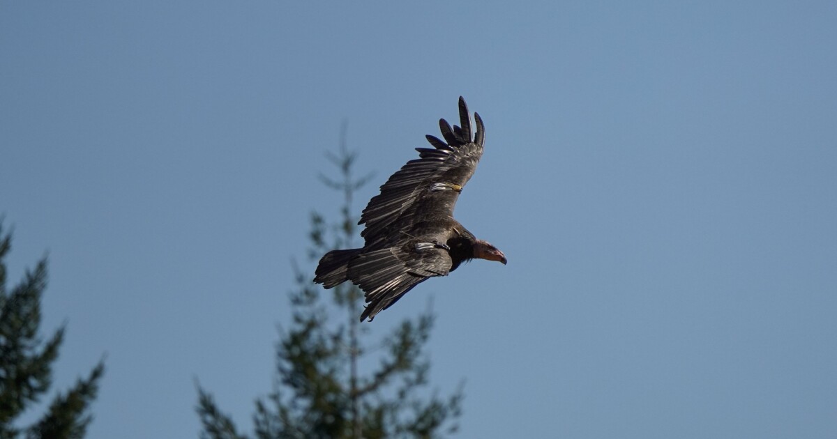 Condors may be tending an egg in a California redwood nest for first time in a century