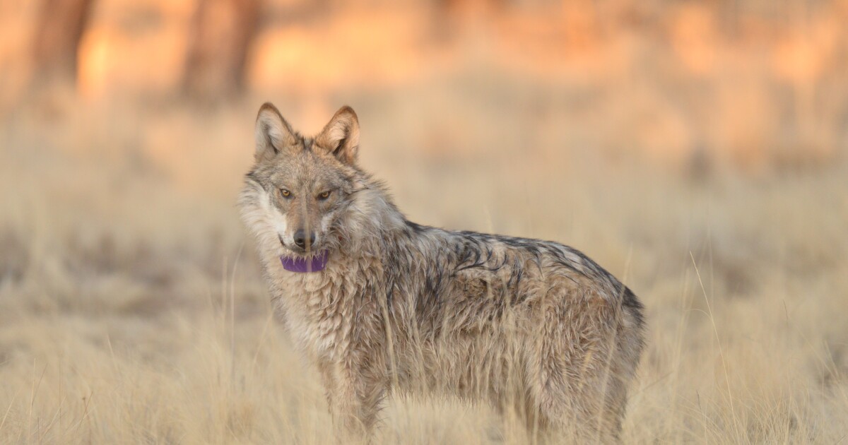 State officials eye next phase for recovery as Mexican wolf population grows