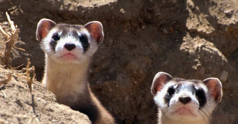 Wildlife managers release endangered black-footed ferrets in northern Arizona