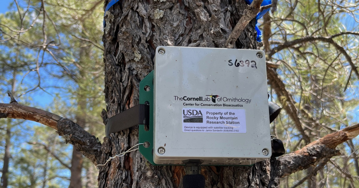 Earth Notes: Acoustics for Conservation