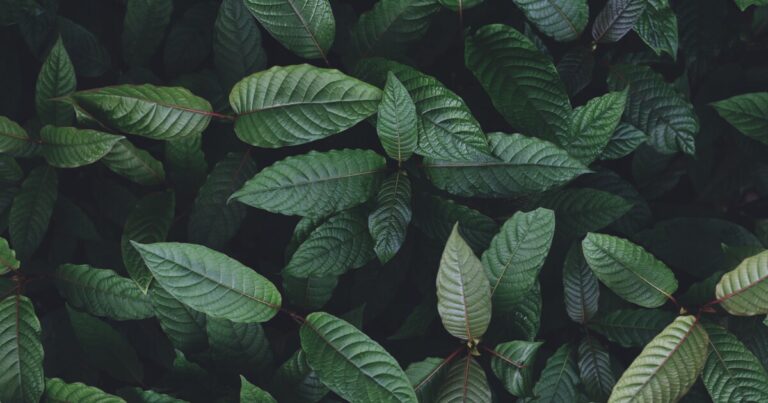 Northern Michigan Republican leads charge to ban kratom statewide