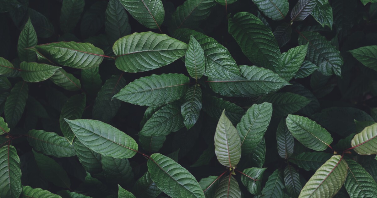 Northern Michigan Republican leads charge to ban kratom statewide