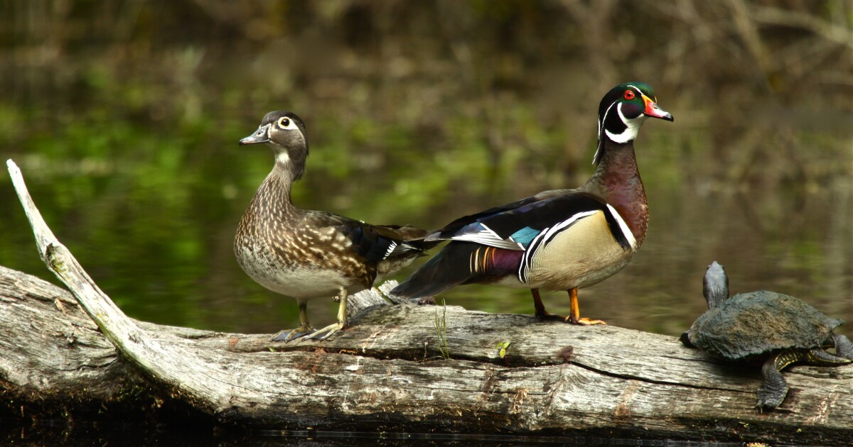 Michigan Names Wood Duck as Official State Duck in New - Kitchen Table News Wood Duck named Michigan’s new state symbol