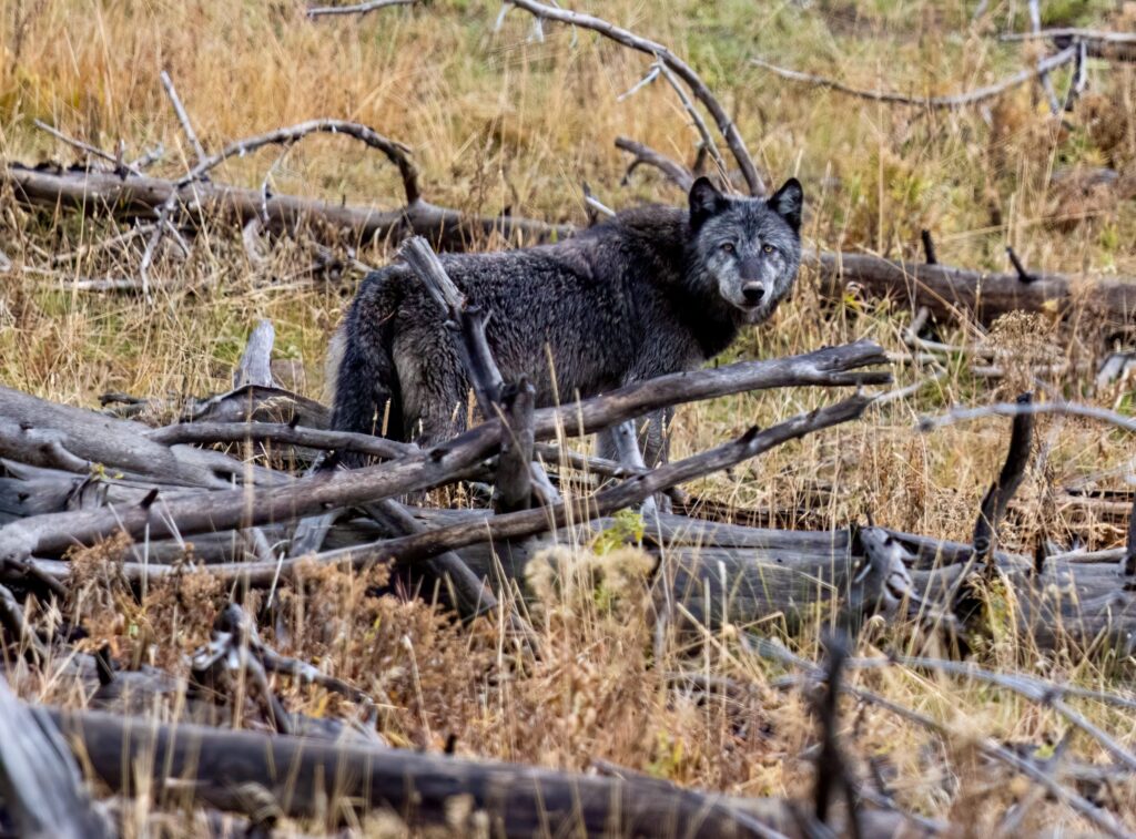 As Montana seeks lower wolf counts, fewer wolves killed this season