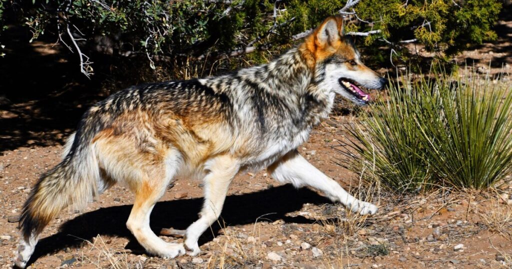 Study explores how our feelings about gray wolves reflect our overall political beliefs