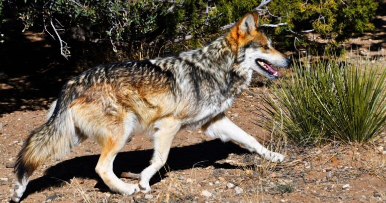 Study explores how our feelings about gray wolves reflect our overall political beliefs