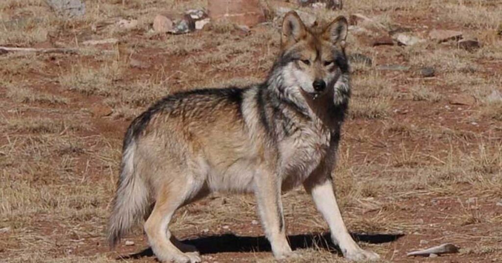 Arizona bill aims to limit wolf restoration efforts