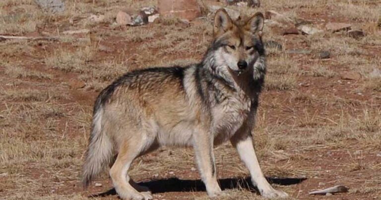 Arizona bill aims to limit wolf restoration efforts