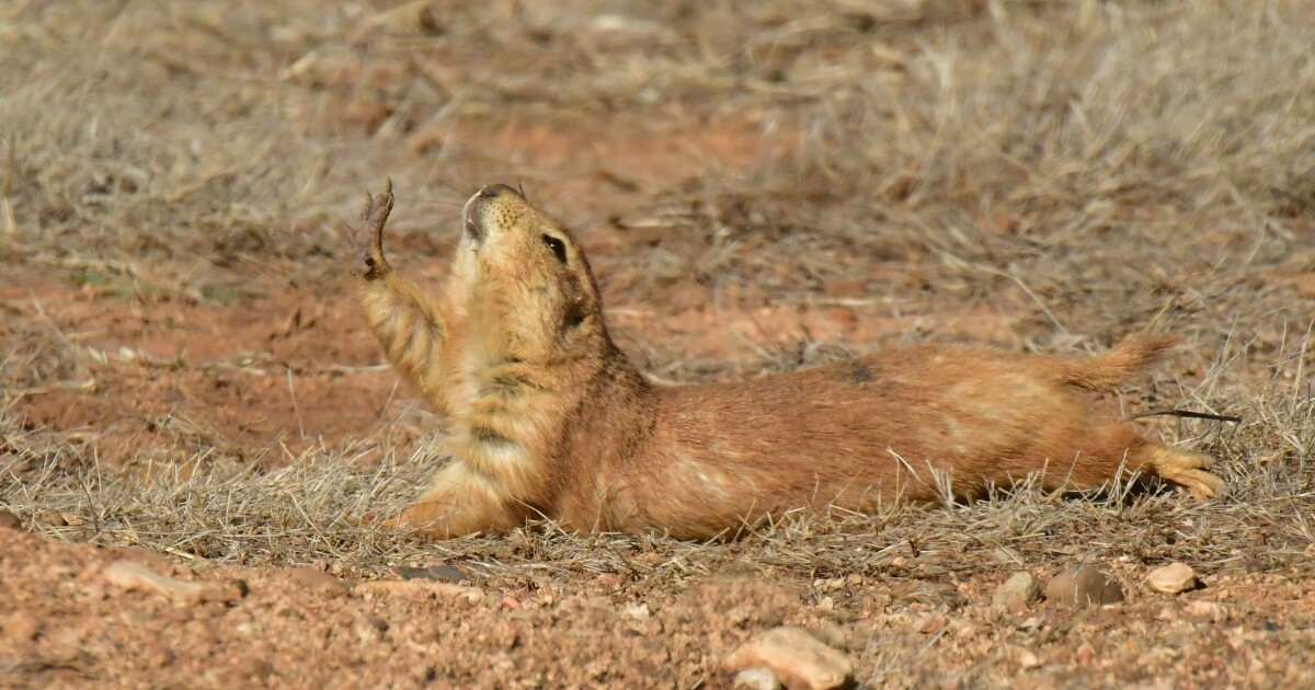 Earth Notes: Splooting