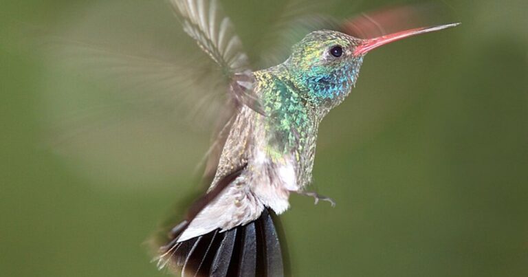 Earth Notes: Feeding Hummingbirds