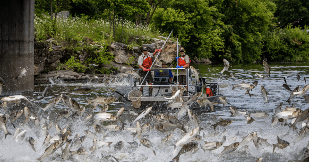 Illinois Gov Pritzker to Challenge Trump Over Invasive Carp Barrier - Kitchen Table News Trump announcement to move carp barrier project to Michigan is “a political stunt”