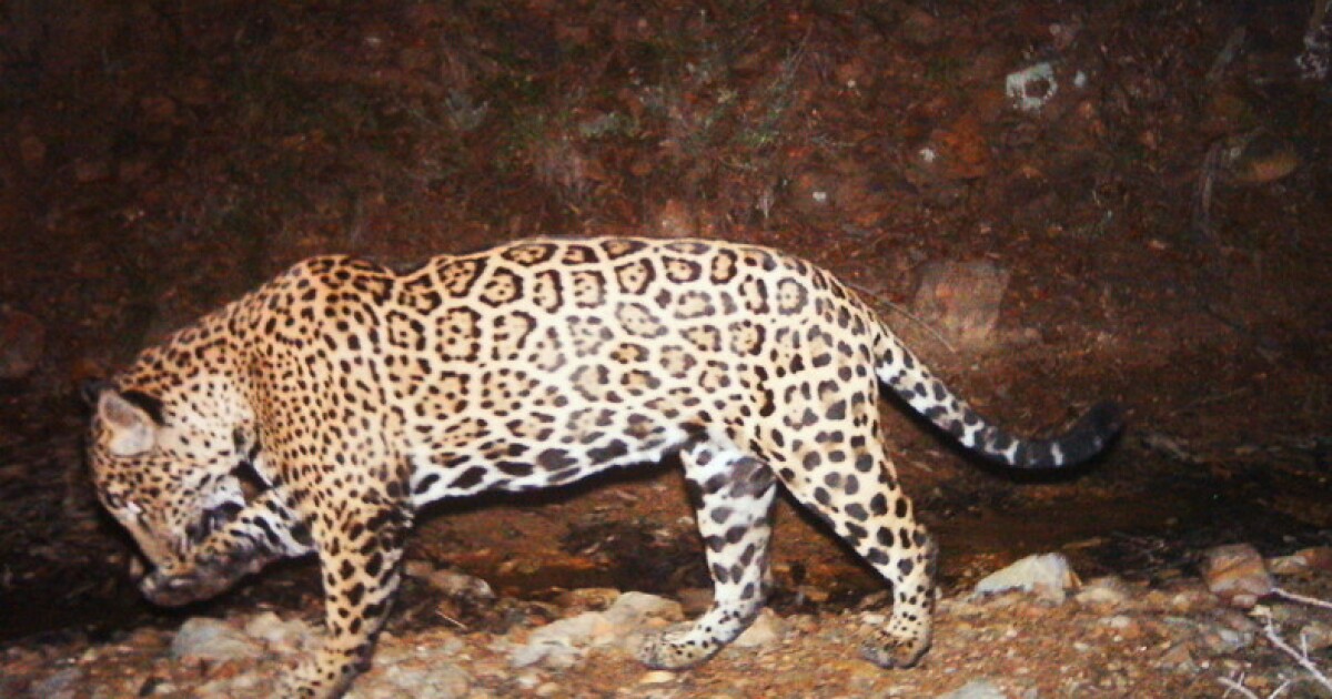 Jaguars in Arizona Exploring Historical Range and Modern Challenges - Kitchen Table News Earth Notes: Grand Canyon's Jaguars