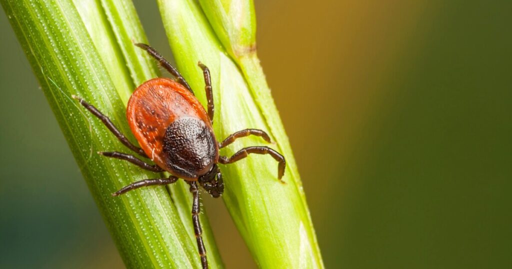 Michigan Lyme disease cases nearly quadrupled between 2022 and 2025