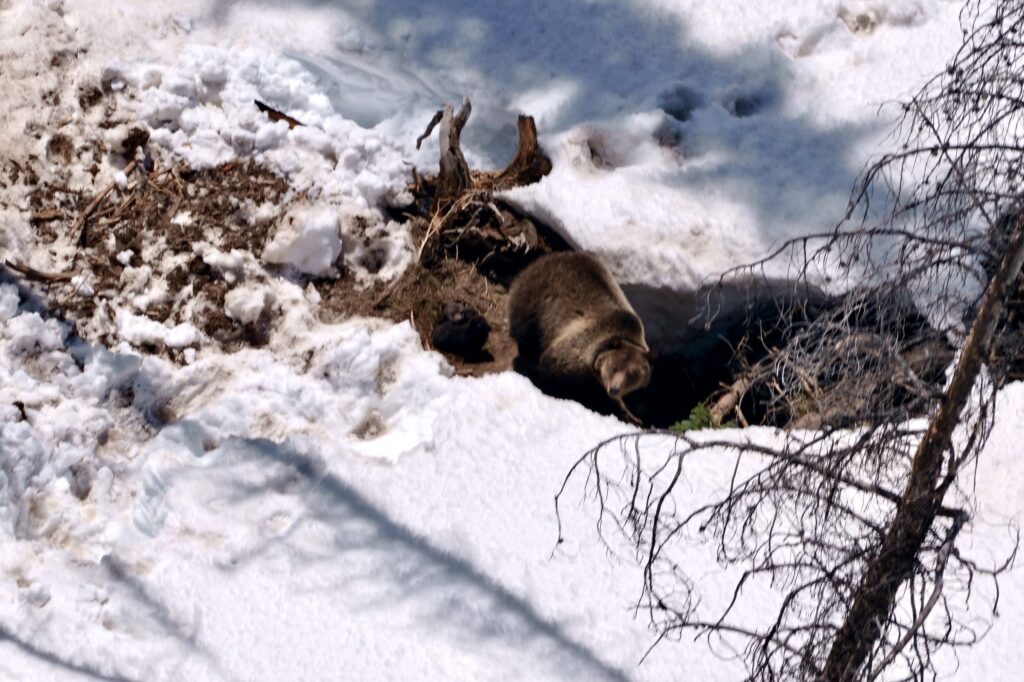Pair of grizzly cubs kick off busy year in ESA delisting activity