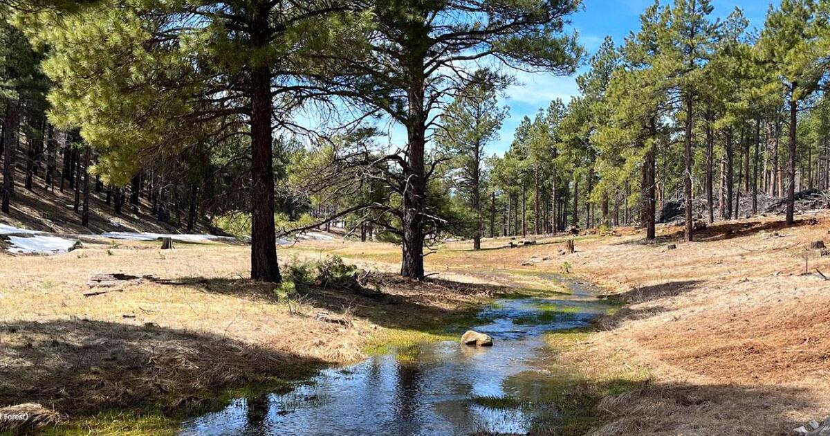 Trump administration to restructure Forest Service, move headquarters to Salt Lake City