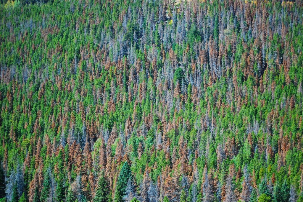 Pages Devoted to Climate Change Have Disappeared From Key Yellowstone Guidebook