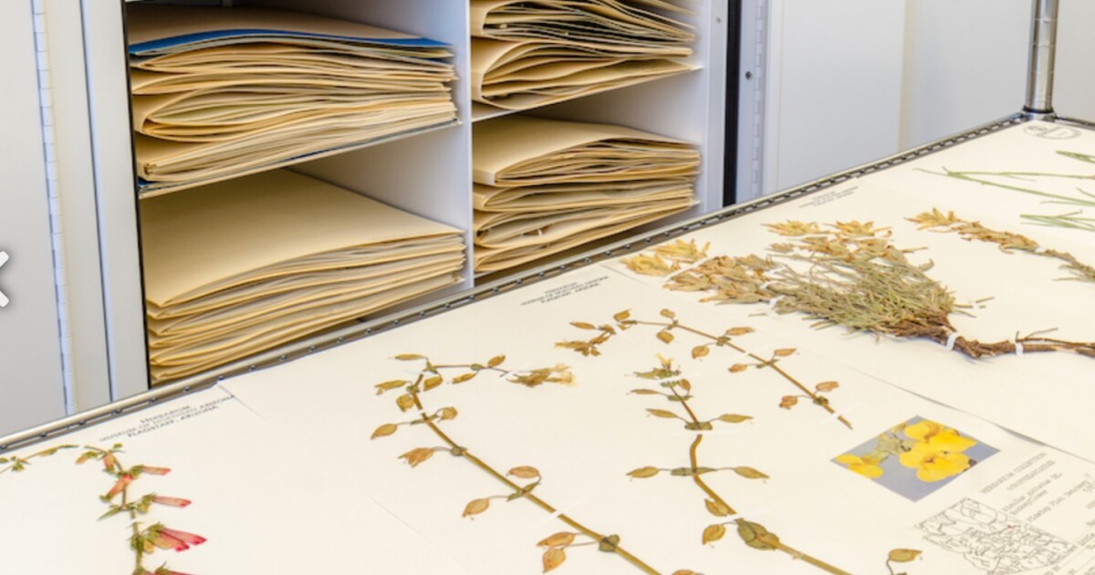 Arizona Flora Finders Unearth Rare Plant Species in Volcanic Terrain - Kitchen Table News Earth Notes: Arizona Flora Finders