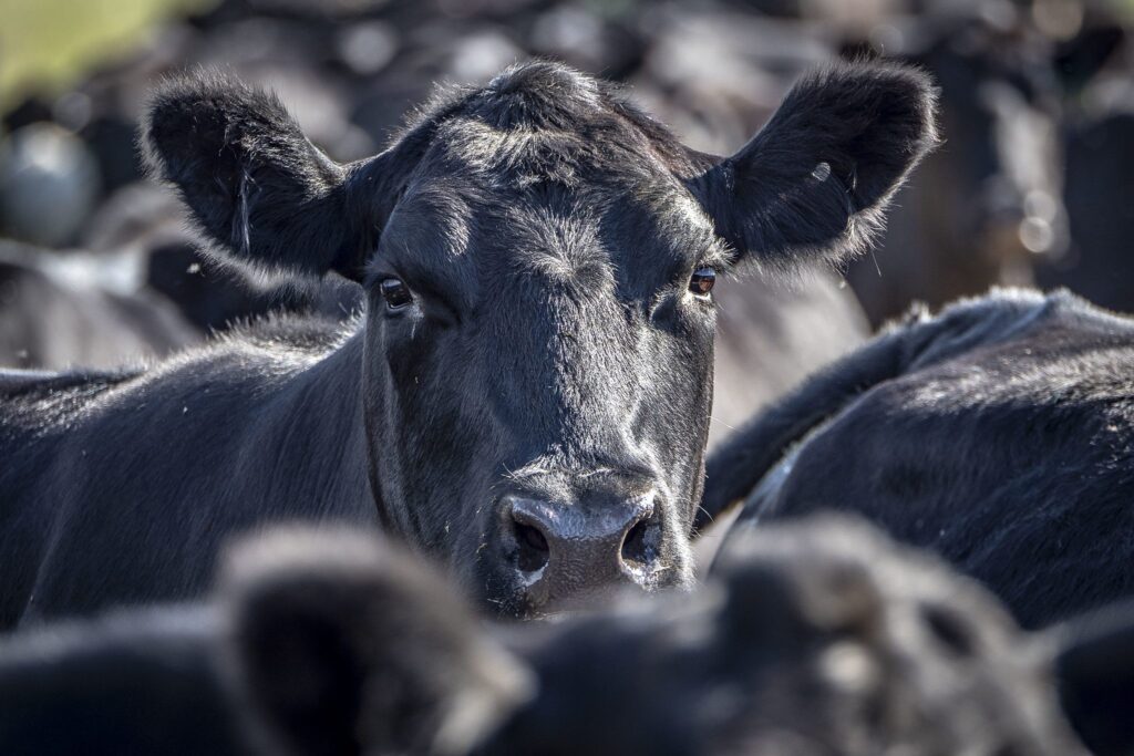 Grazing away wildfire risk? Congress considers cattle for wildfire suppression