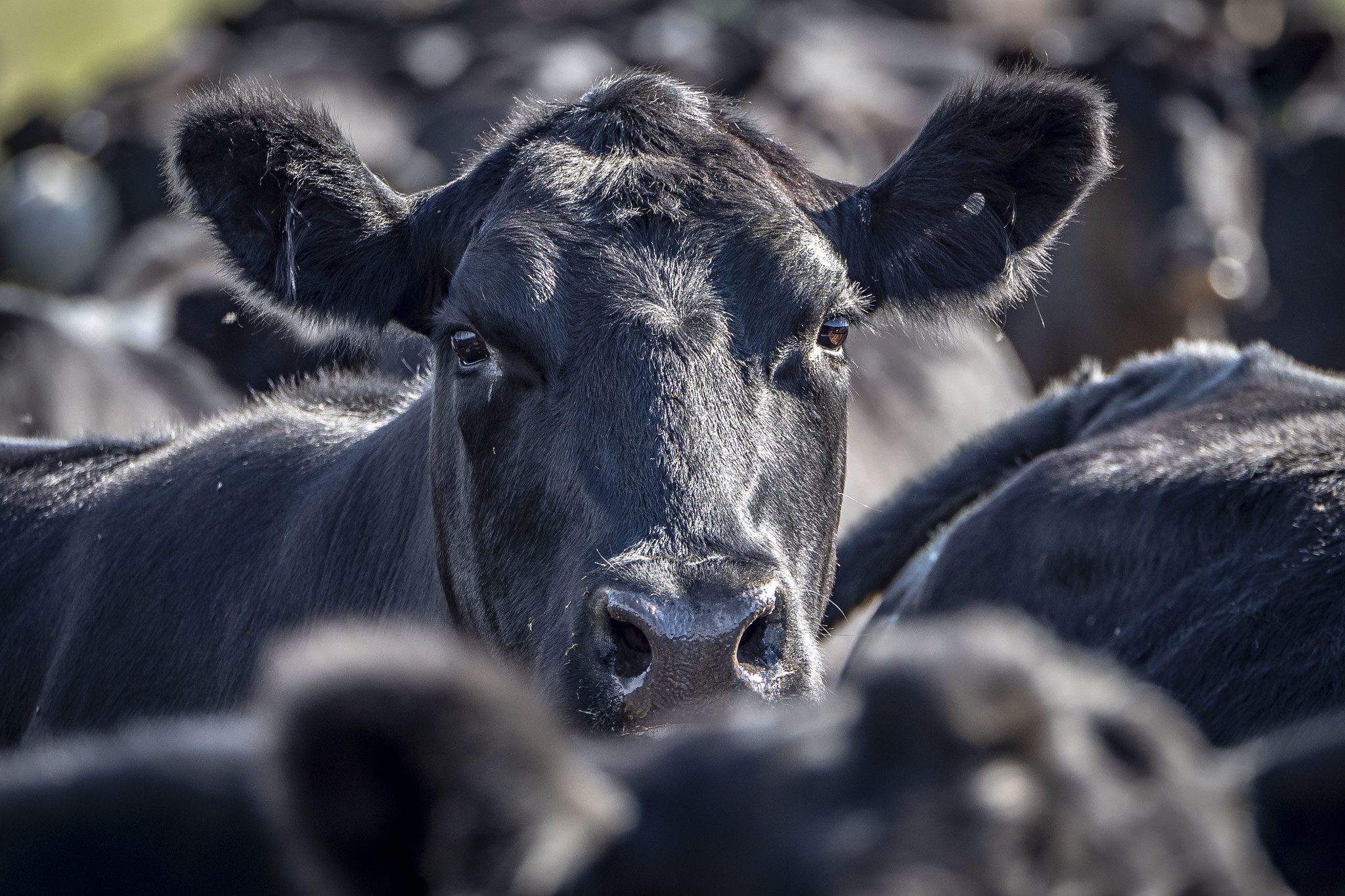 Congress Debates Using Livestock Grazing for Wildfire Risk Reduction - Kitchen Table News Grazing away wildfire risk? Congress considers cattle for wildfire suppression