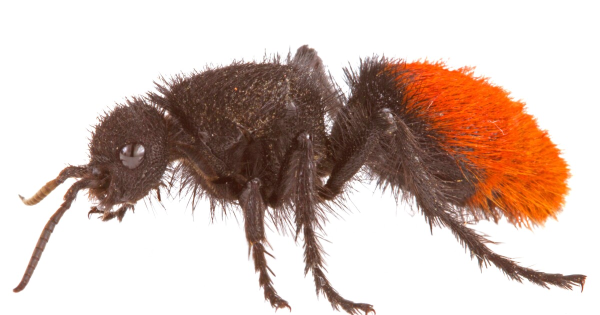 Earth Notes: Velvet Ants