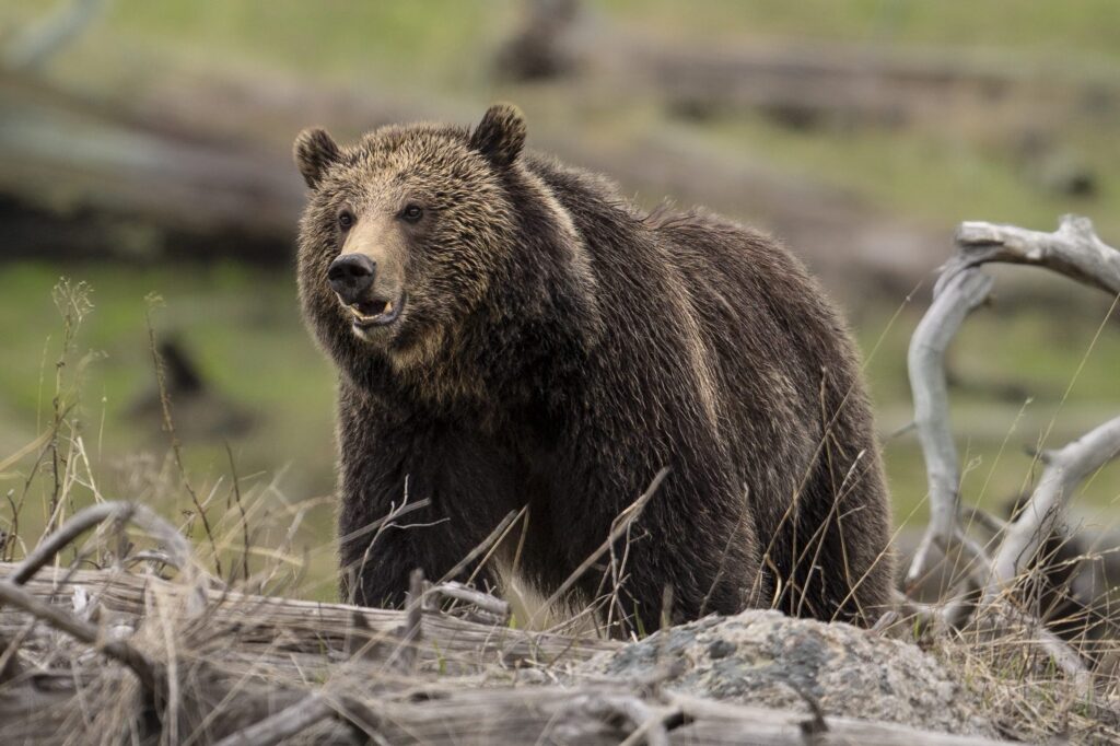 Early-rising Yellowstone grizzlies forecast busy year