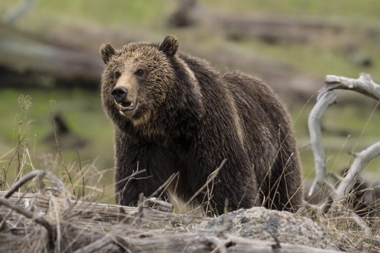 Early-rising Yellowstone grizzlies forecast busy year