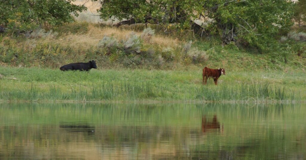 Trump administration cancels rule that made conservation a 'use' of public lands