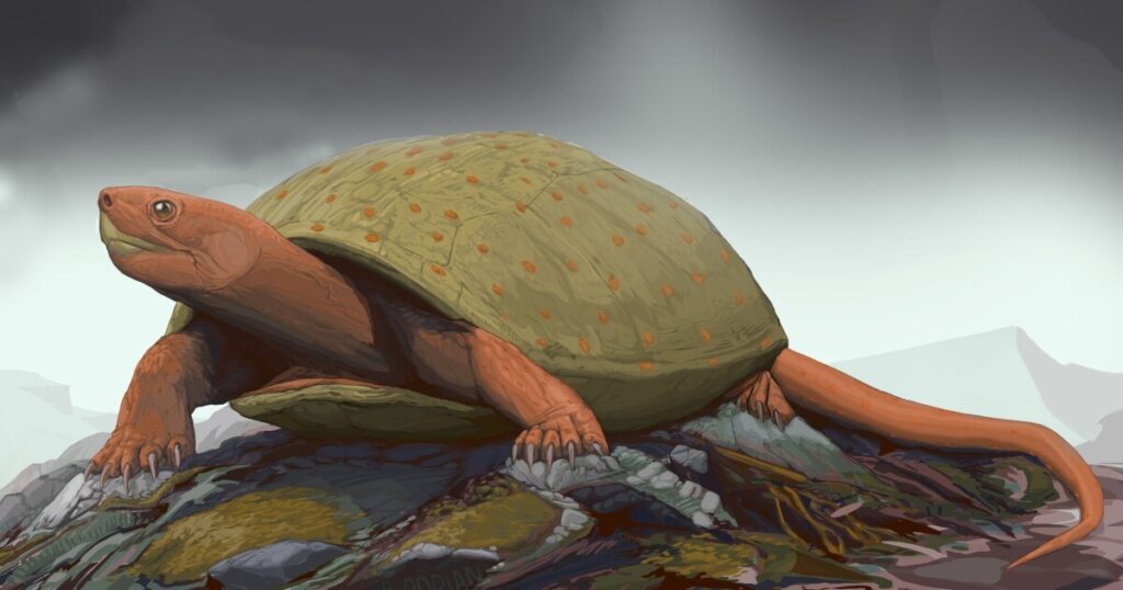 Earth Notes: Zuni Turtle
