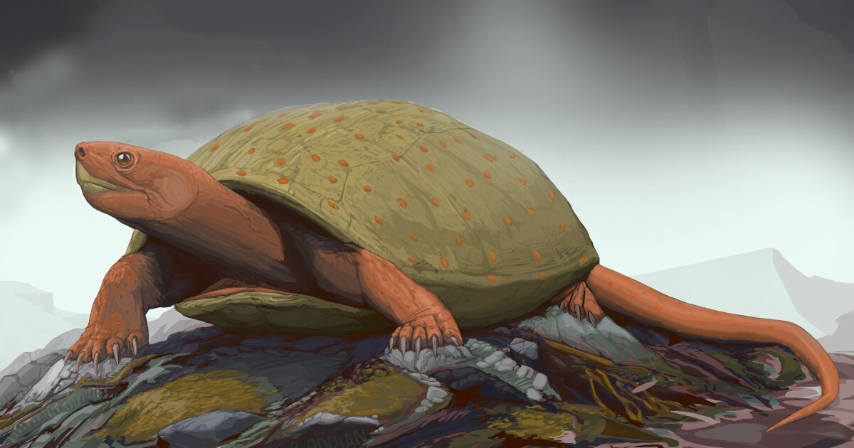 Earth Notes: Zuni Turtle