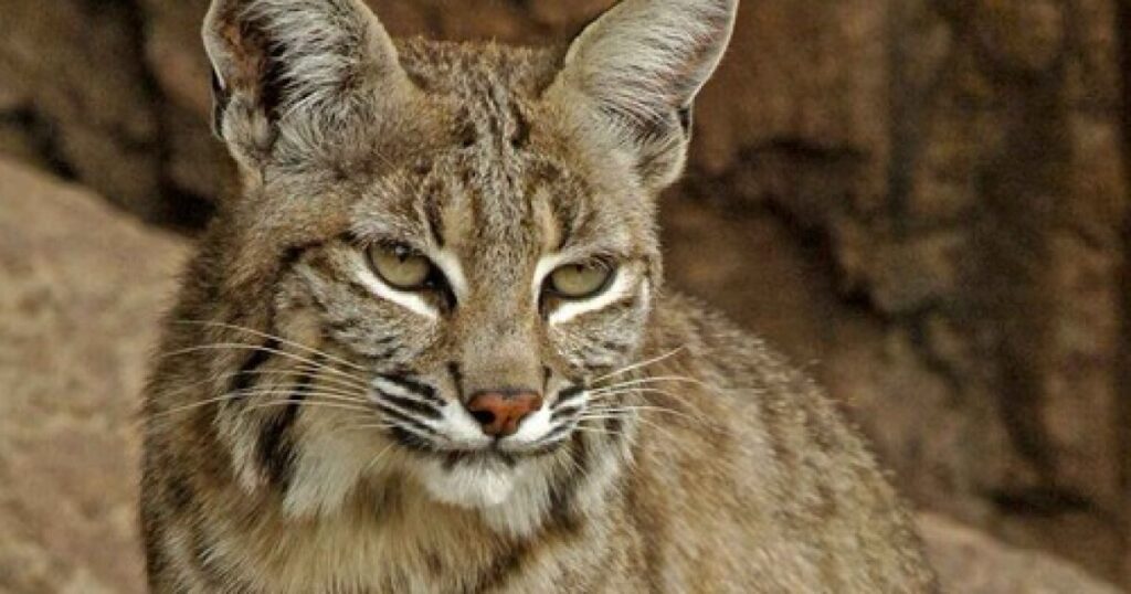 Officials investigating possible rabies outbreak after bobcat attacks near Prescott