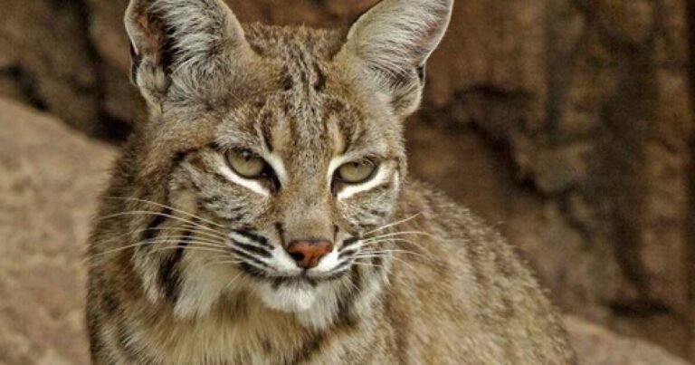 Officials investigating possible rabies outbreak after bobcat attacks near Prescott