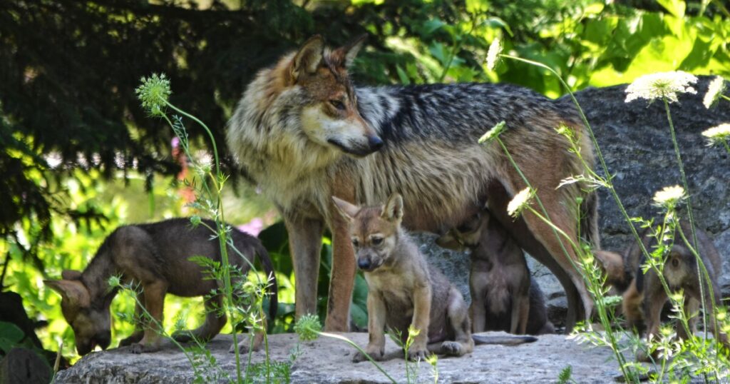 Northern Arizona lawmaker ties endangered wolves to ‘global government’ as ban heads to governor