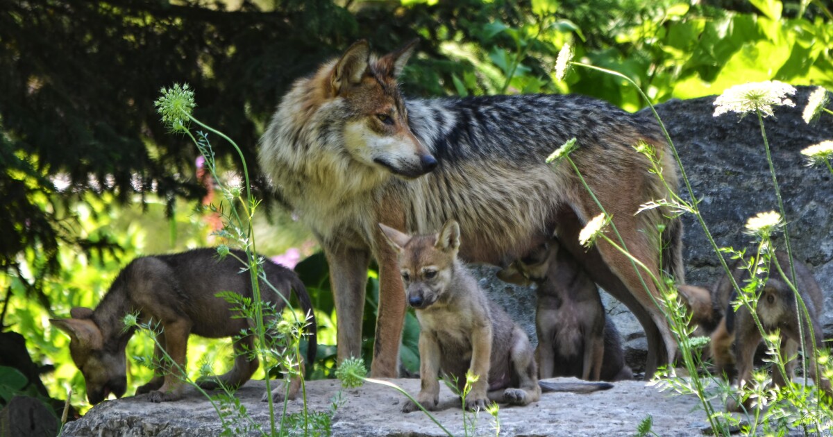 Arizona Bill Targets Mexican Gray Wolves Amid Conspiracy Theories - Kitchen Table News Northern Arizona lawmaker ties endangered wolves to ‘global government’ as ban heads to governor
