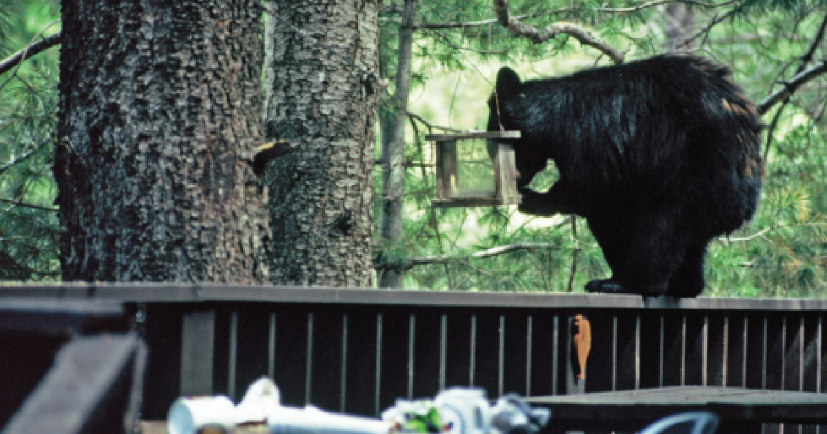 Arizona Game and Fish warns of bear sighting in Green Valley, Sahuarita