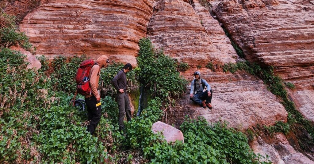 Scientists detect forever chemicals in remote Grand Canyon springs