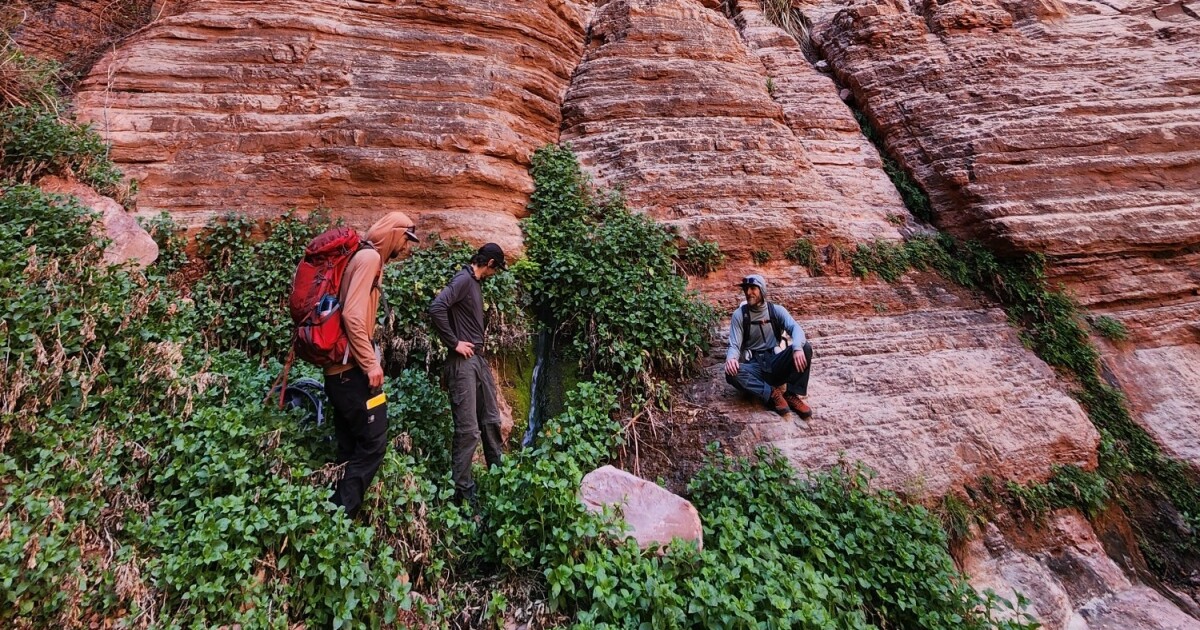 Chemicals and Pharmaceuticals Found in Remote Grand Canyon Spring - Kitchen Table News Scientists detect forever chemicals in remote Grand Canyon springs