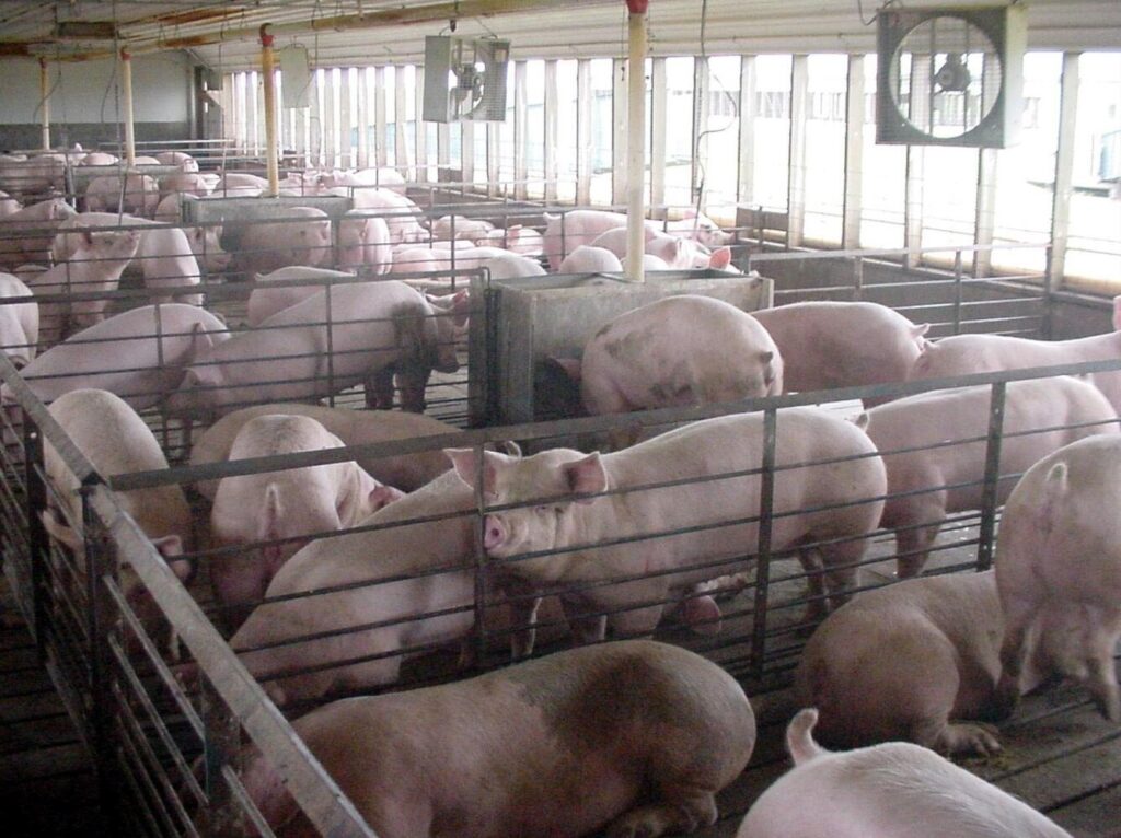 Congress Considers Rolling Back State Animal Welfare Laws Amid Farm - Kitchen Table News A confined swine feeding operation is shown in this photo. Congress is once again taking aim at state animal welfare laws regarding livestock confinement. (Photo by Kent Becker/U.S. Geological Survey)