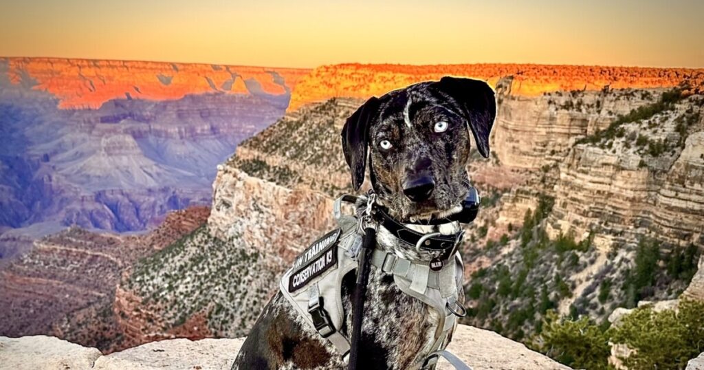 Grand Canyon adds K-9 to reduce human-wildlife conflicts in busy areas of South Rim