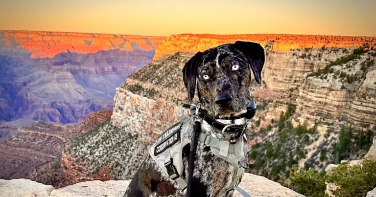 Grand Canyon adds K-9 to reduce human-wildlife conflicts in busy areas of South Rim