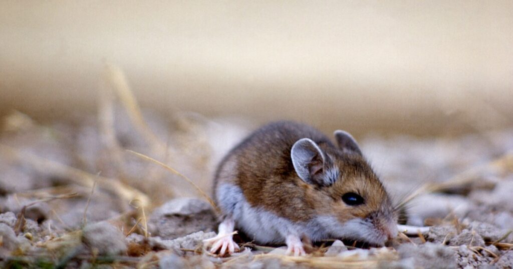 Mohave County resident dies from hantavirus