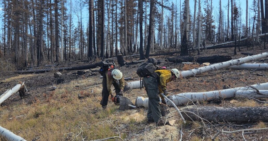 USFS proposes thinning dead, damaged trees from North Rim fires