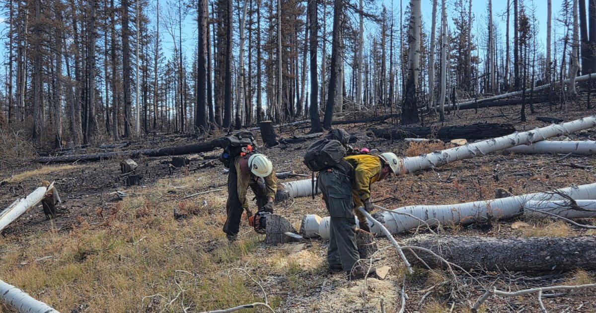 USFS proposes thinning dead, damaged trees from North Rim fires