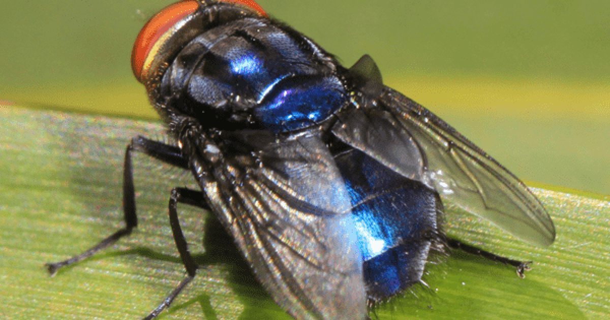 Michigan Agriculture officials say they are taking "decisive action" against the New World Screwworm