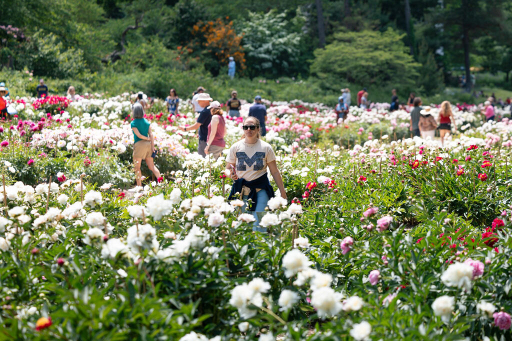 Visitors walk through the many flowering peony bushes during peak bloom at the W.E. Upjohn Garden.