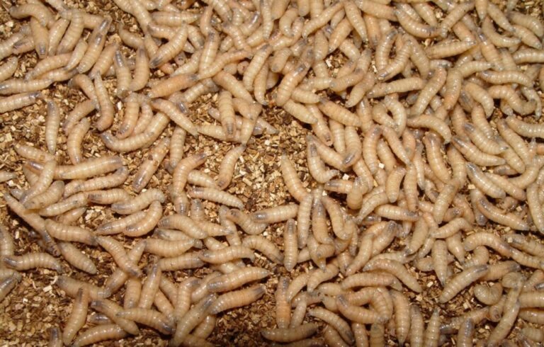 Larvae hatch from New World screwworm eggs within about 24 hours before burrowing into the infested animal’s wound to feed on living flesh. (Photo courtesy of USDA)