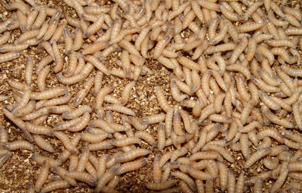 New World Screwworm Invades US Threatening Livestock and Economy - Kitchen Table News Larvae hatch from New World screwworm eggs within about 24 hours before burrowing into the infested animal’s wound to feed on living flesh. (Photo courtesy of USDA)
