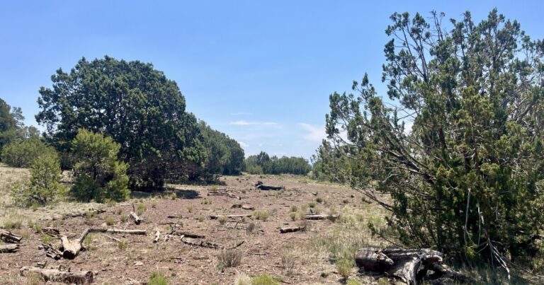 Pinyon Pines Decline in Southwest Forests Amid Rising Climate Stress Pinyon Pines Decline in Southwest Forests Amid Rising Climate Stress