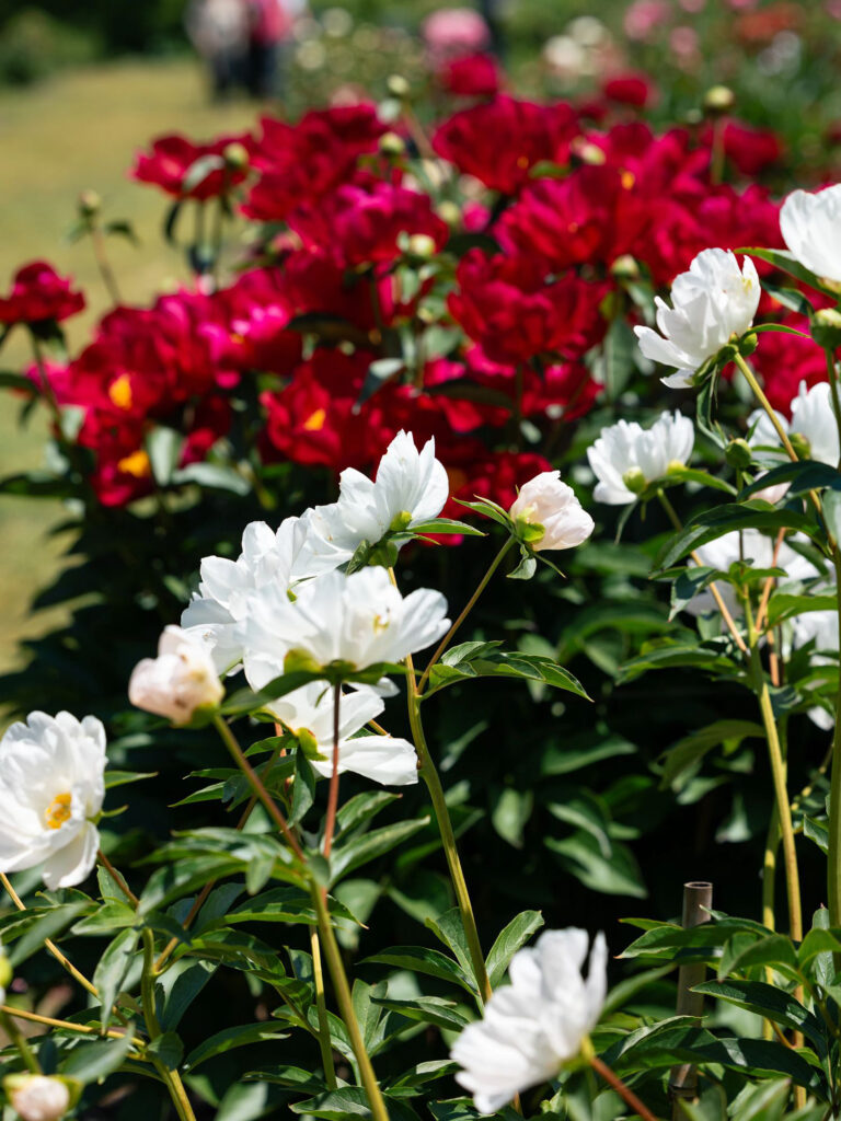 Red and white peonies during peak bloom at the W.E. Upjohn Garden