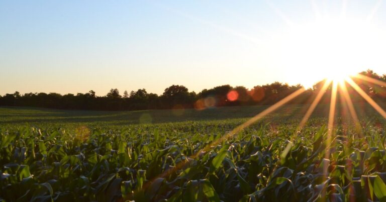 Supreme Court Shields Bayer from State-Level Roundup Cancer Lawsuits Supreme Court Shields Bayer from State-Level Roundup Cancer Lawsuits