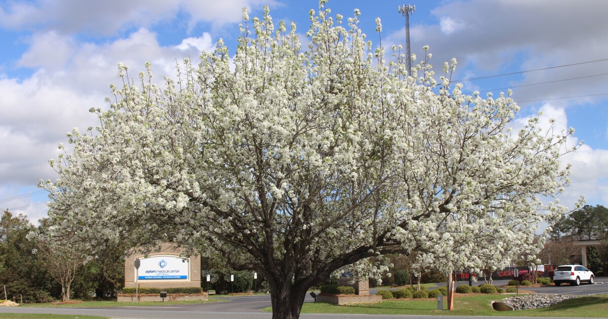 The Intriguing and Cautionary Tale of the Invasive Bradford Pear - Kitchen Table News Earth Notes: Bradford Pear
